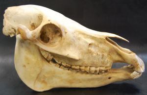 The Skull of a Horse