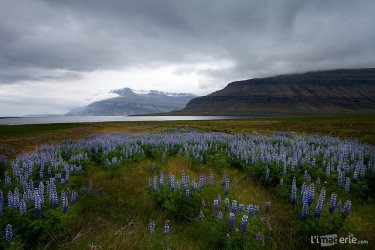 East Fjords Iceland with Snow Capped Mountains